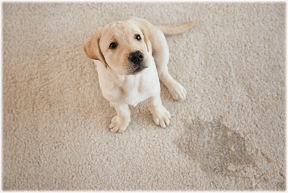 Pet Odor Removal of Stains